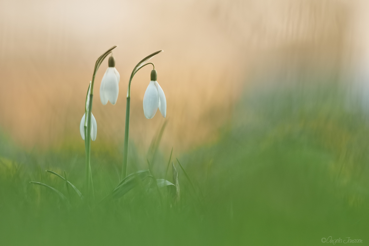 Schneeglöckchen