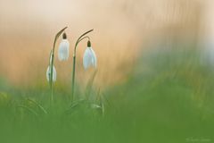 Schneeglöckchen