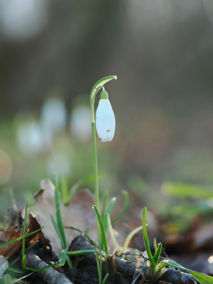 Schneeglöckchen