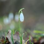 Schneeglöckchen