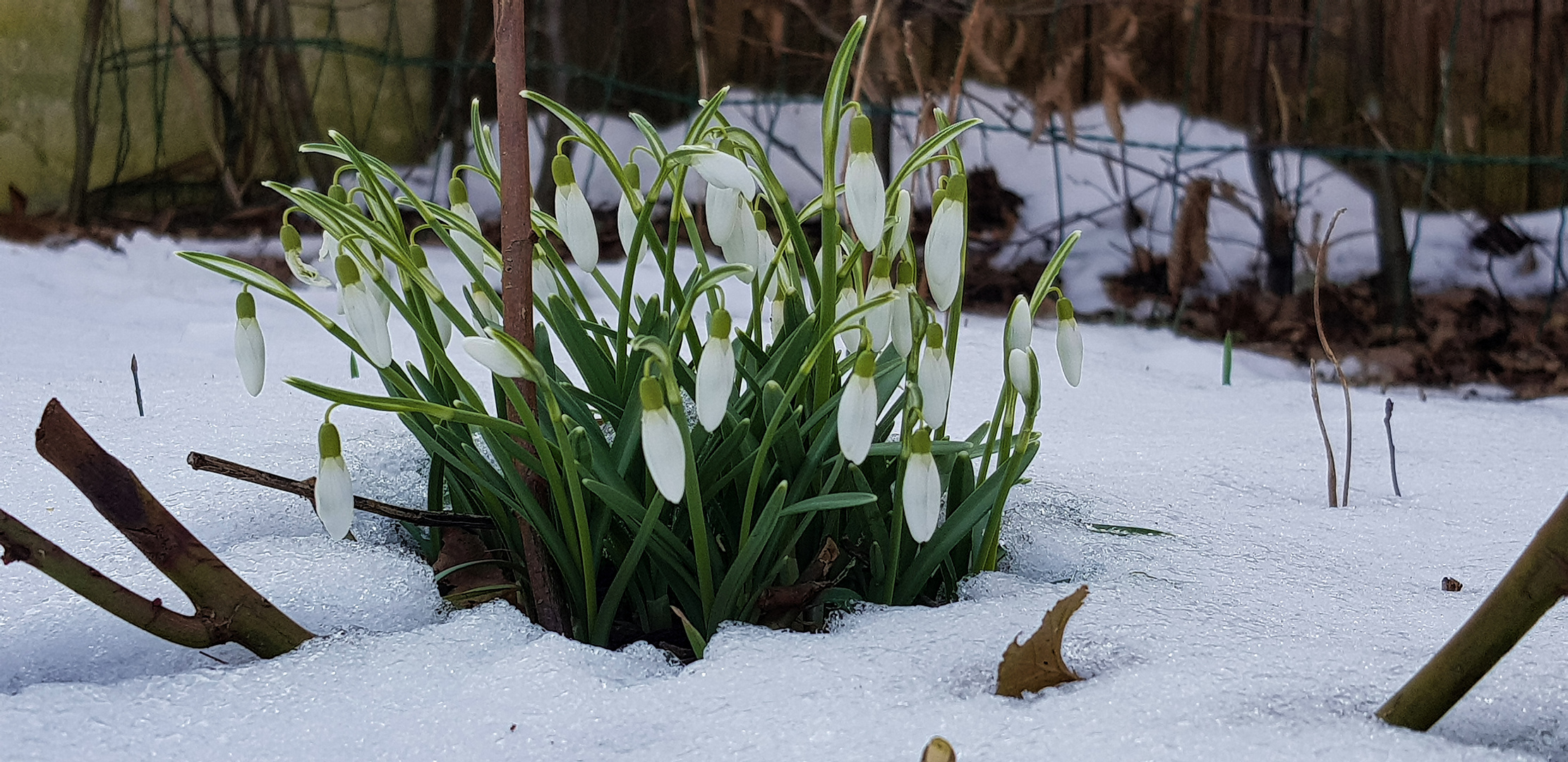 Schneeglöckchen