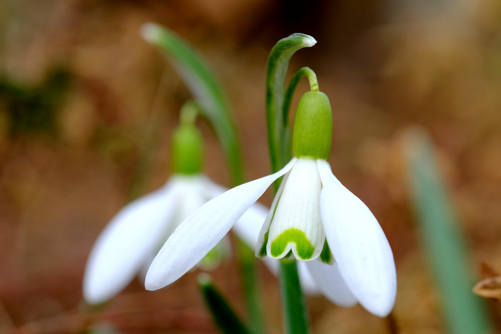 Schneeglöckchen