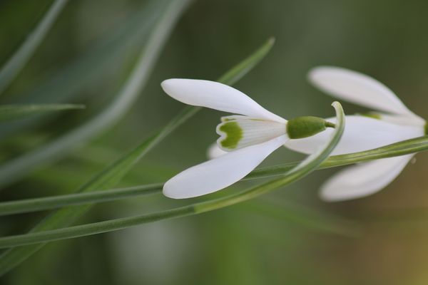 Schneeglöckchen