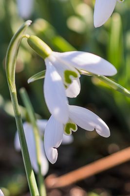 Schneeglöckchen