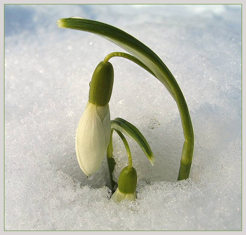 Schneeglöckchen