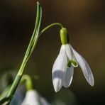 Schneeglöckchen