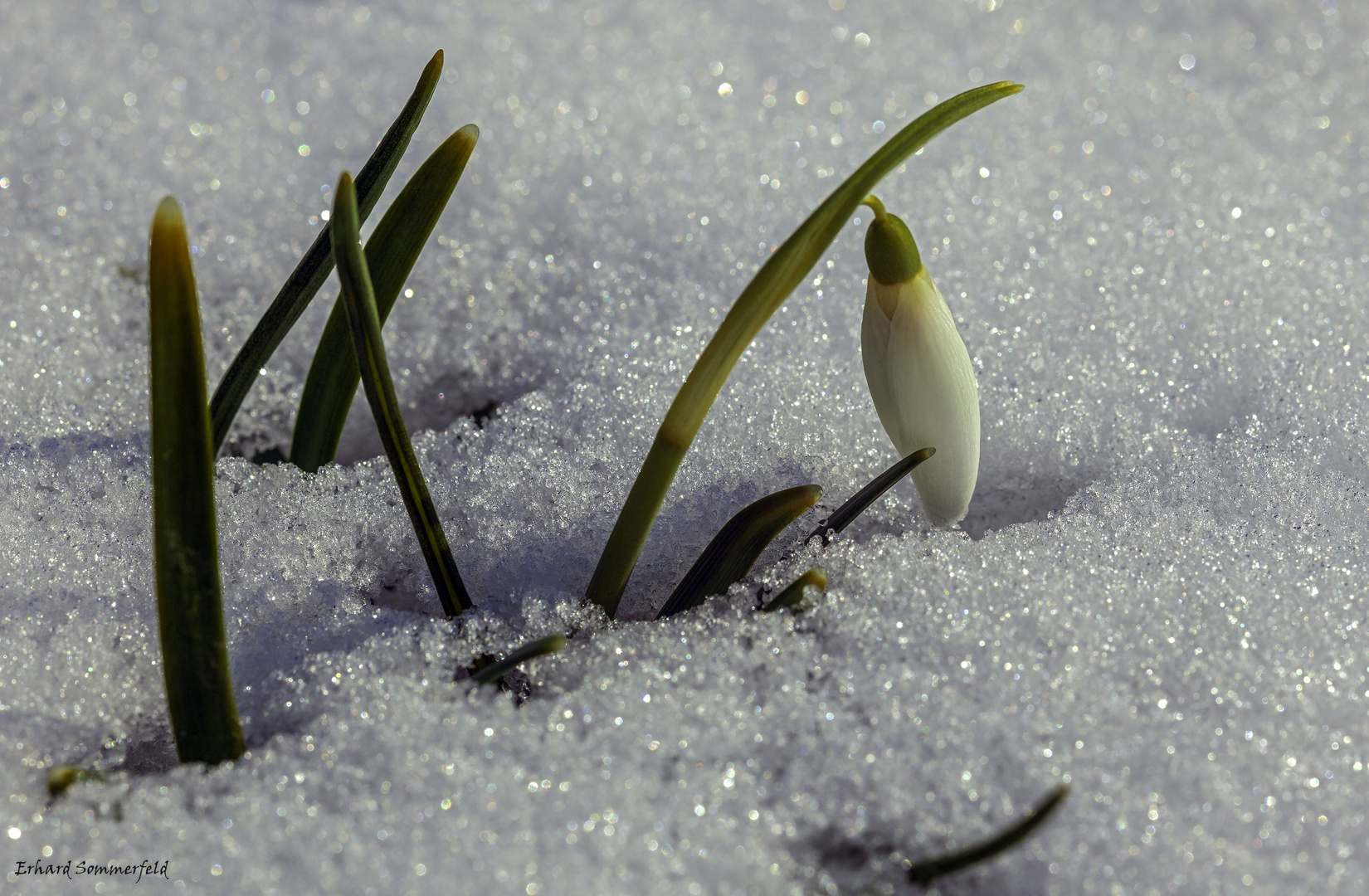 Schneeglöckchen