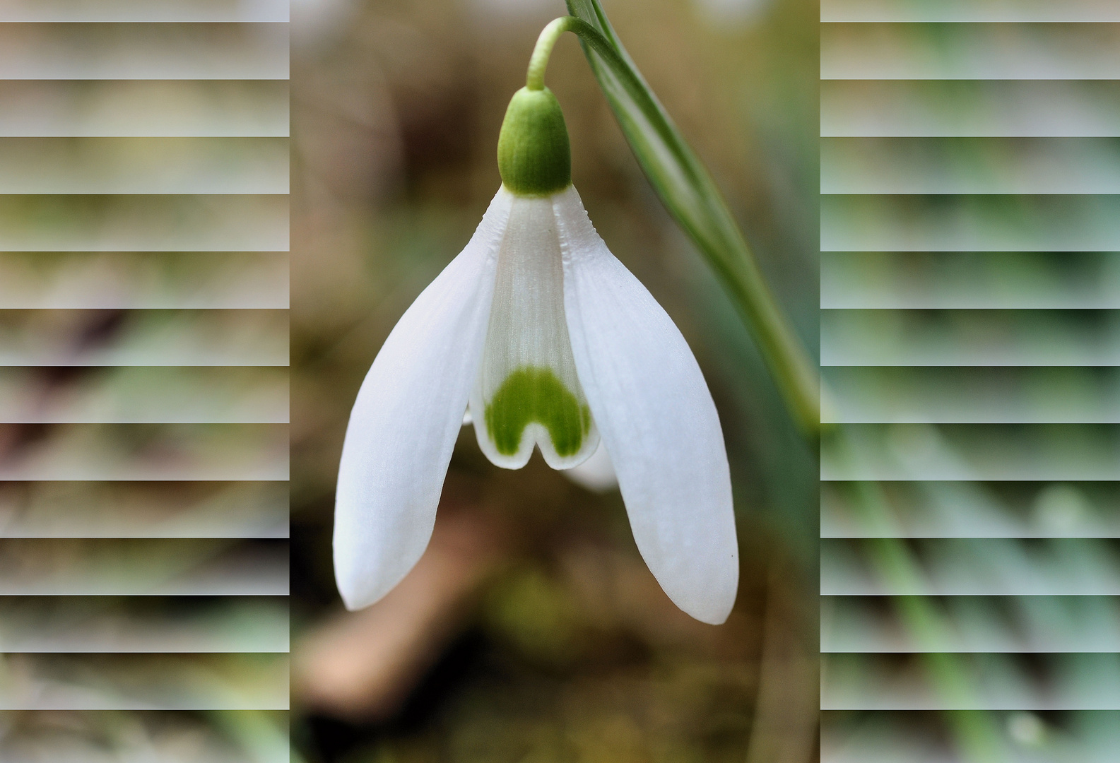 Schneeglöckchen