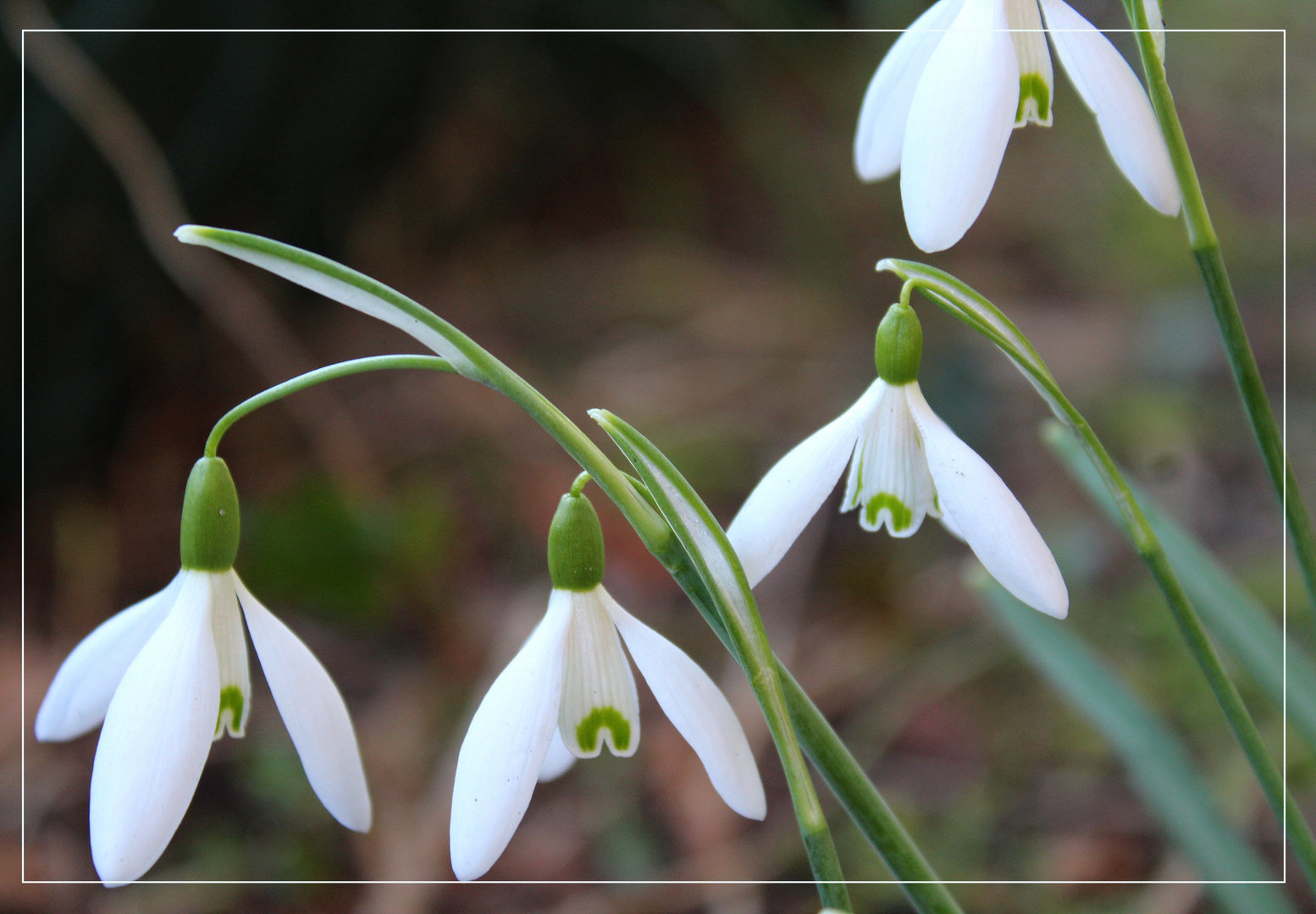 Schneeglöckchen Foto & Bild weiß, natur, frühblüher Bilder auf