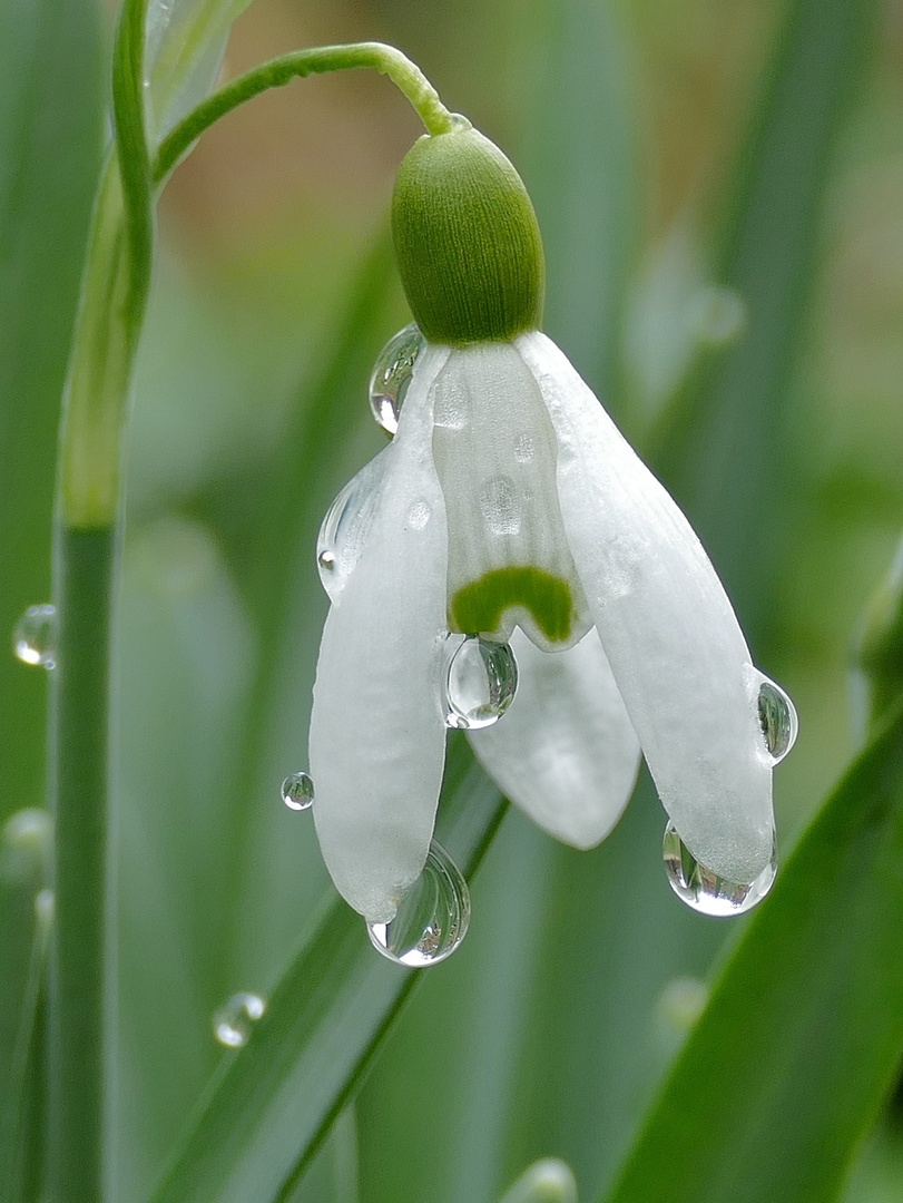 Schneeglöckchen 