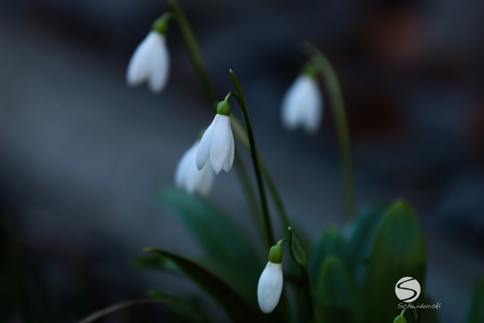 Schneeglöckchen