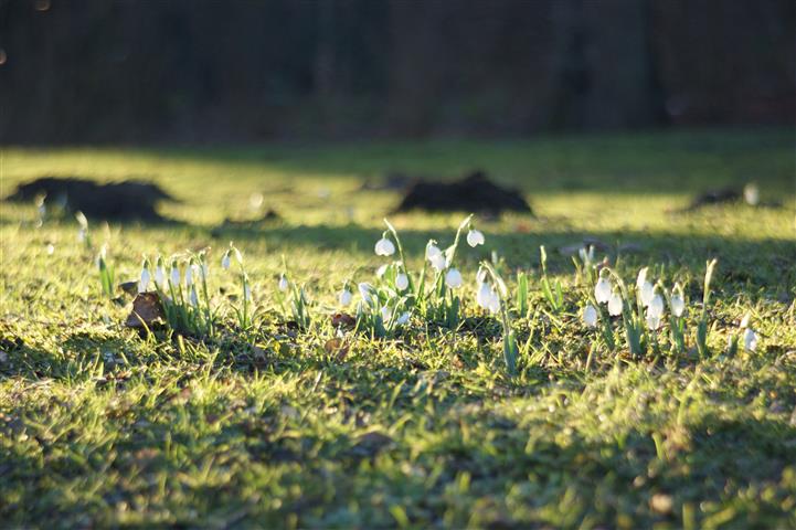 Schneeglöckchen