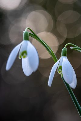Schneeglöckchen