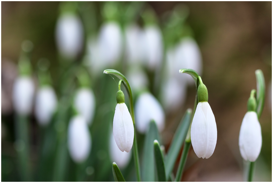 Schneeglöckchen Foto & Bild pflanzen, pilze & flechten, blüten