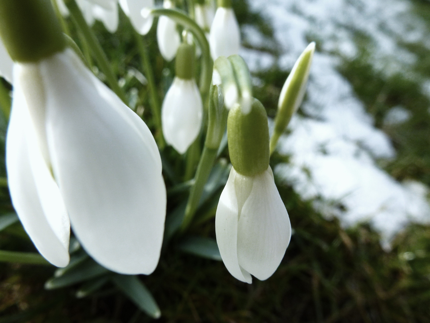 Schneeglöckchen