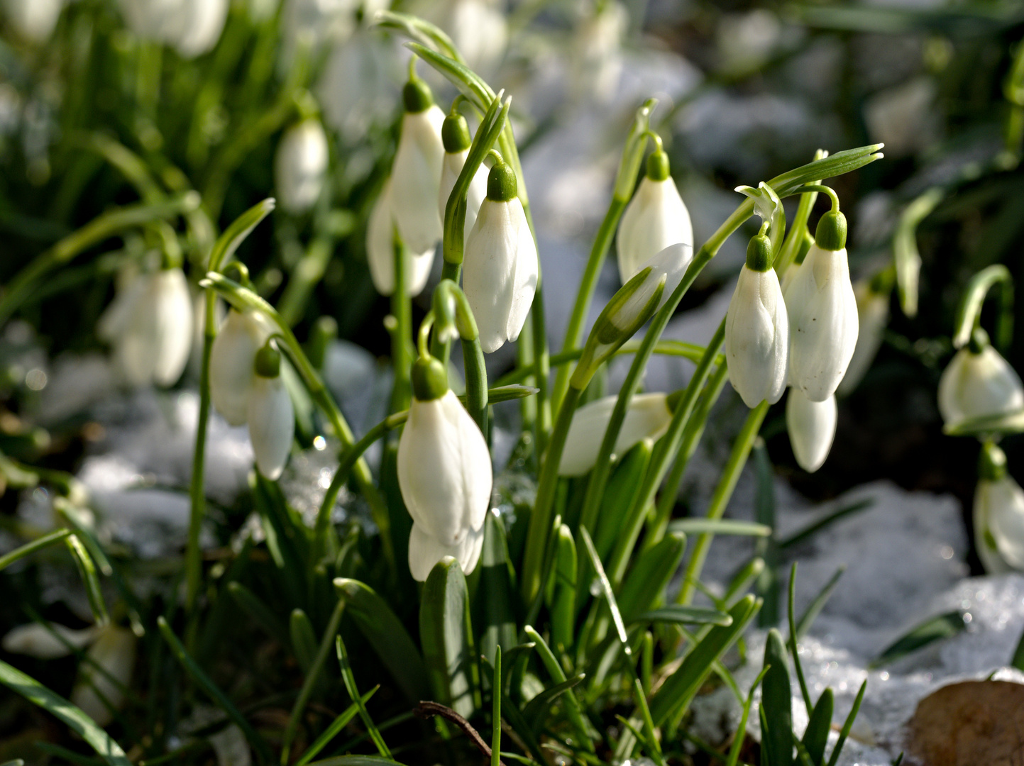 Schneeglöckchen