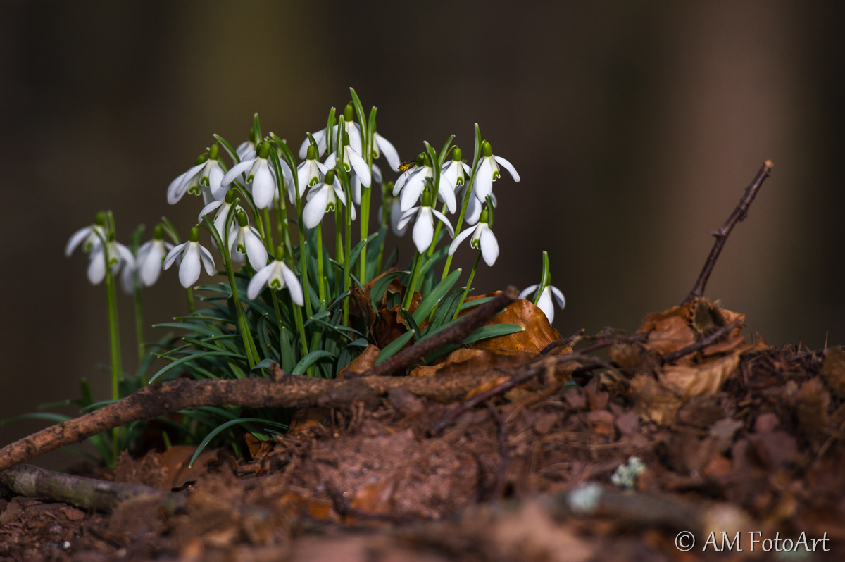 Schneeglöckchen