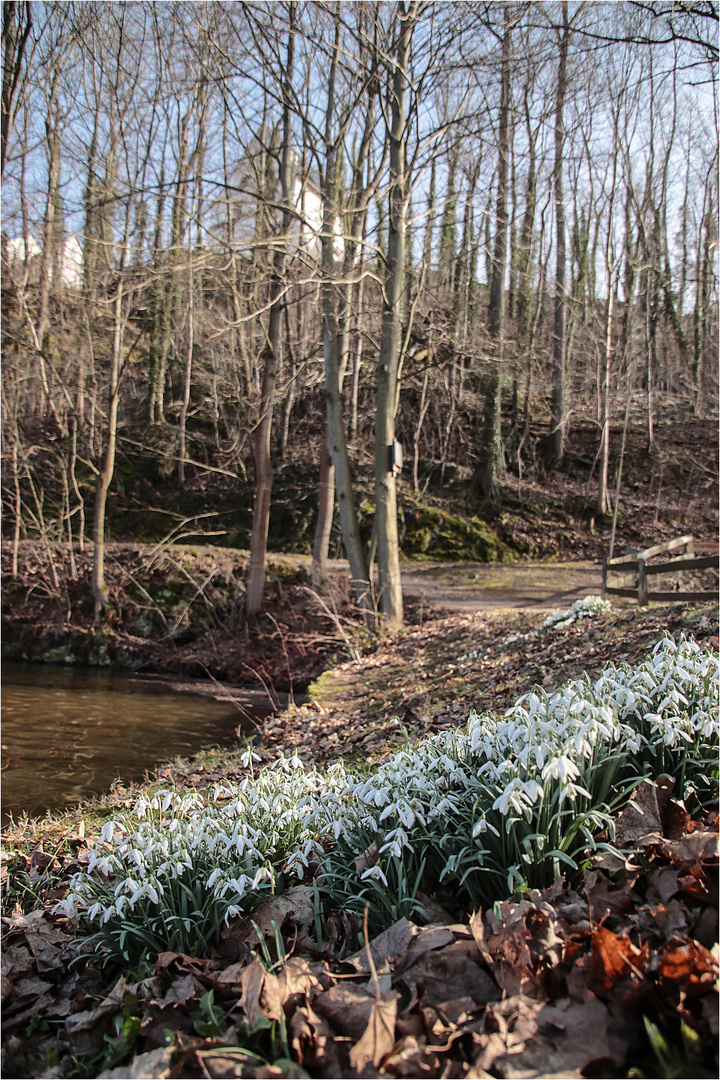 Schneeglöckchen 8