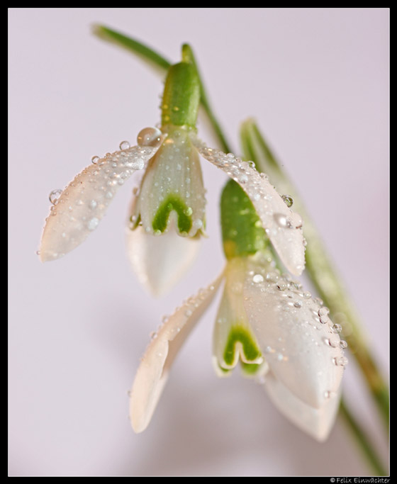 Schneeglöckchen