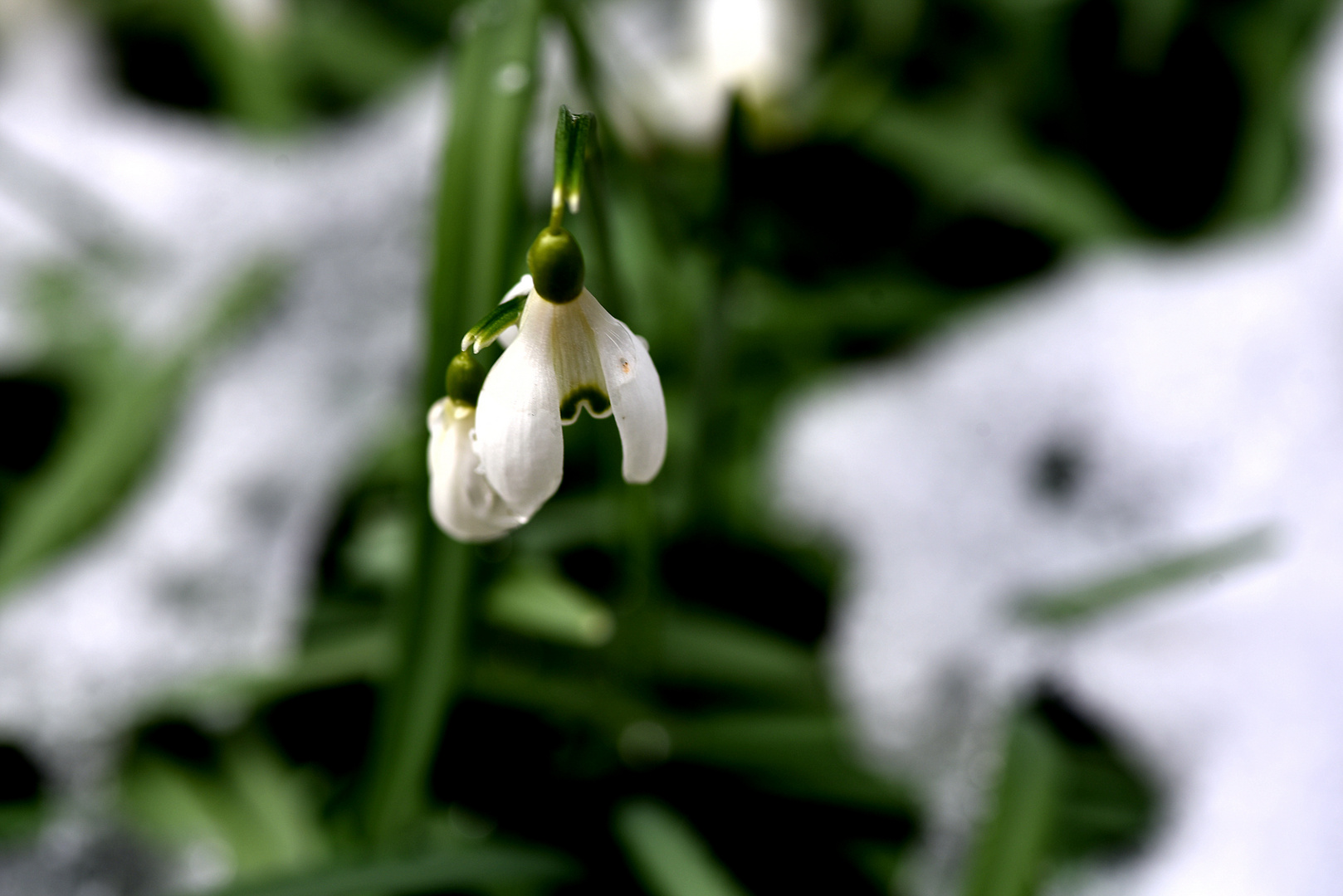 Schneeglöckchen