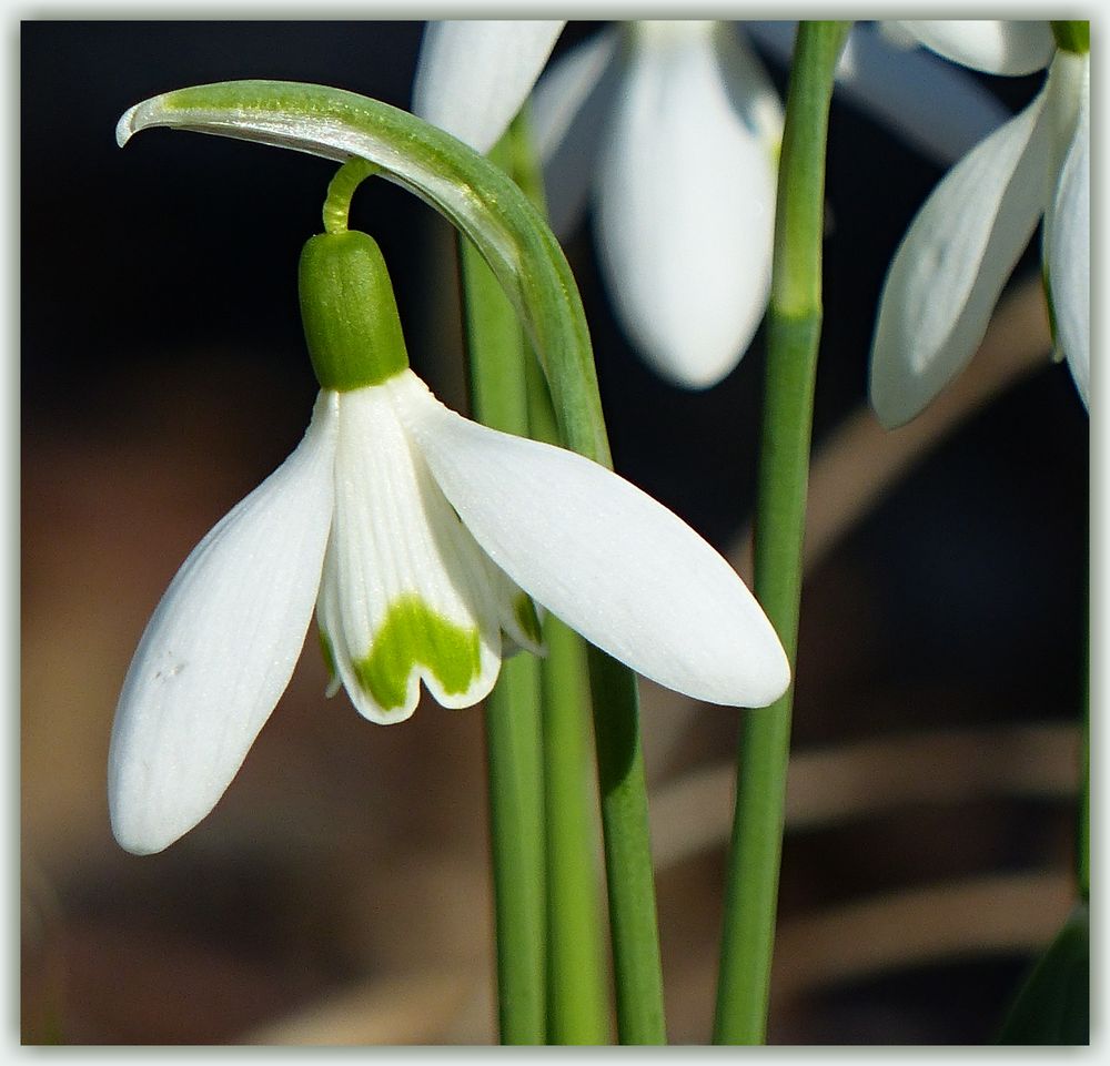 SCHNEEGLÖCKCHEN Foto & Bild pflanzen, pilze & flechten, blüten