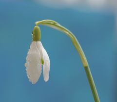 Schneeglöckchen