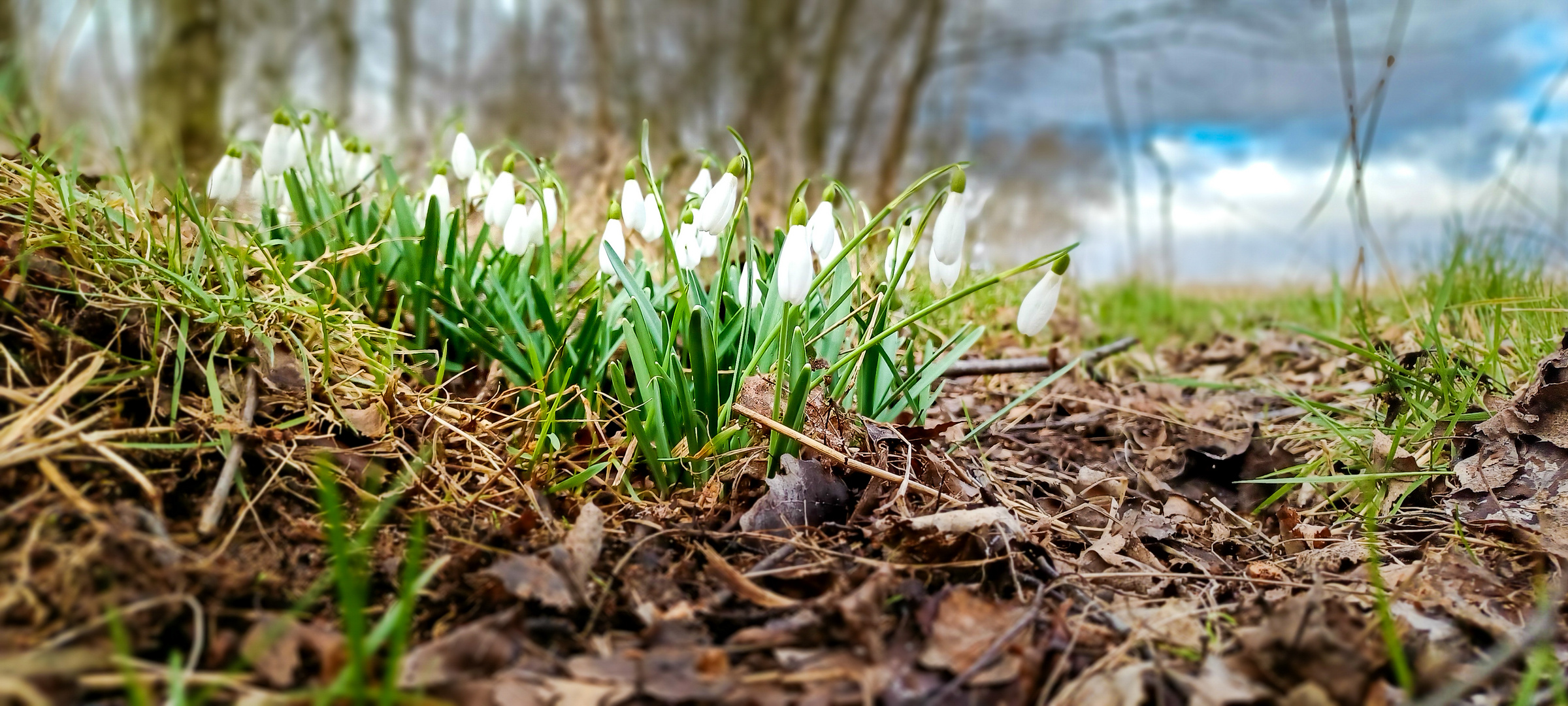 Schneeglöckchen