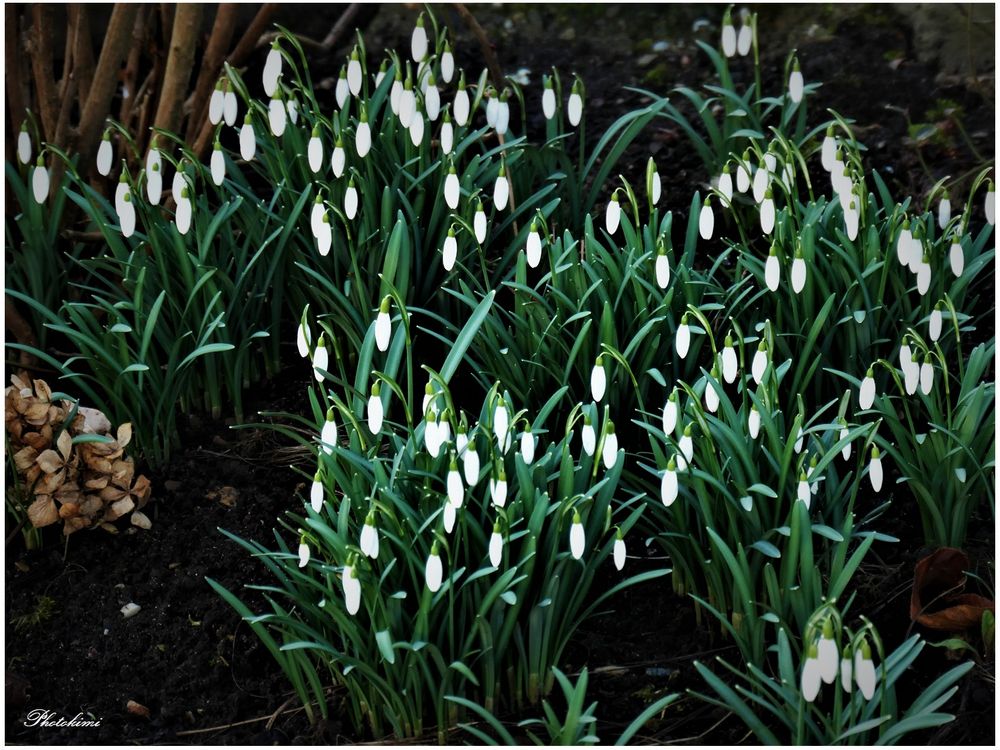 Schneeglöckchen Foto & Bild spezial, natur, pflanzen Bilder auf