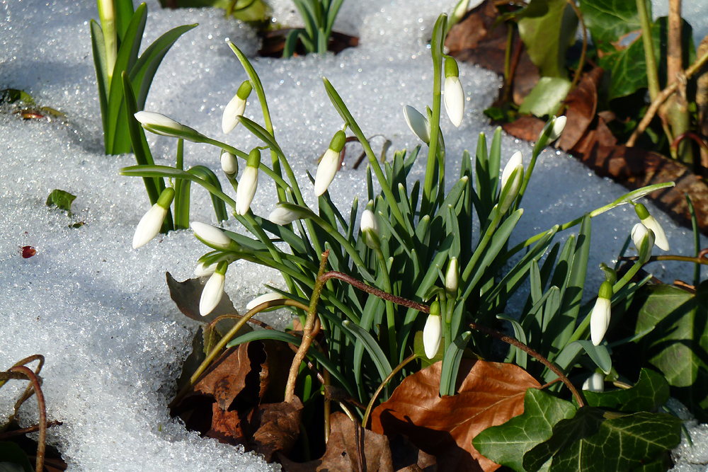 Schneeglöckchen