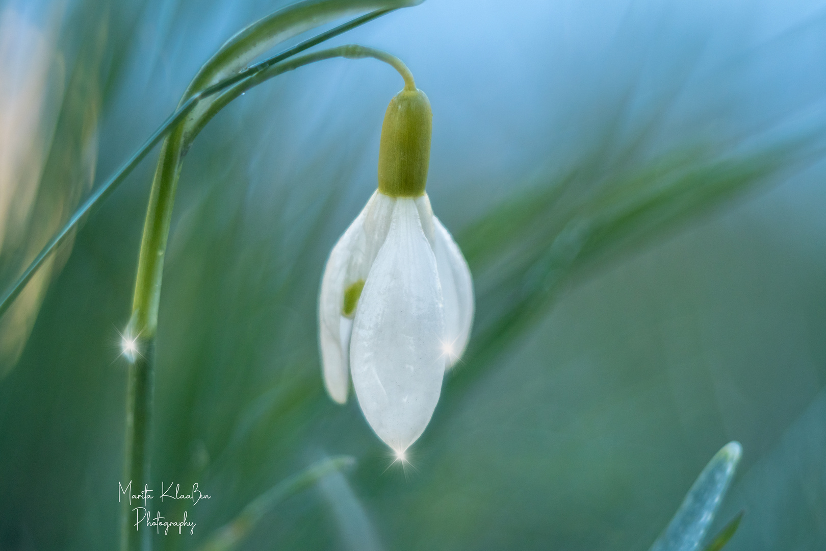 Schneeglöckchen