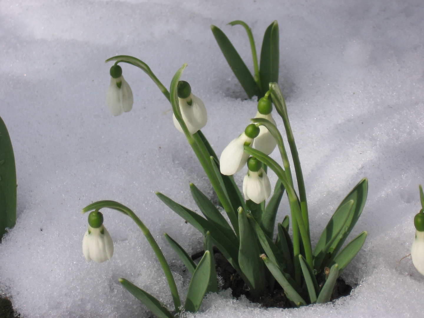 Schneeglöckchen Foto & Bild jahreszeiten, winter, garten Bilder auf
