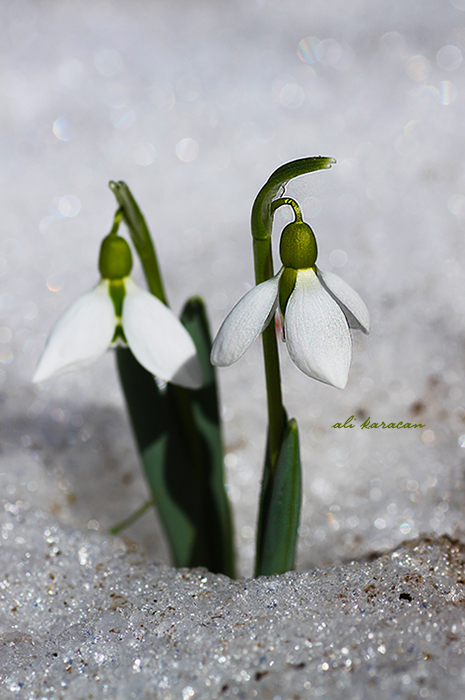 Schneeglöckchen