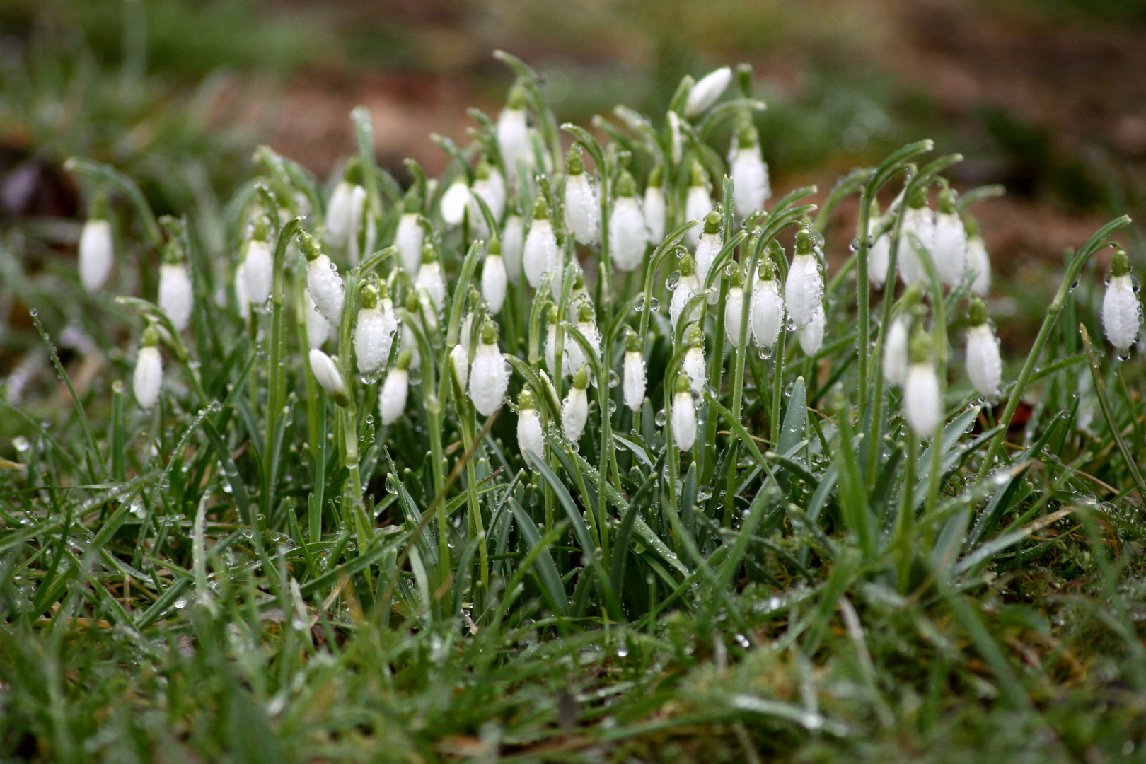 Schneeglöckchen