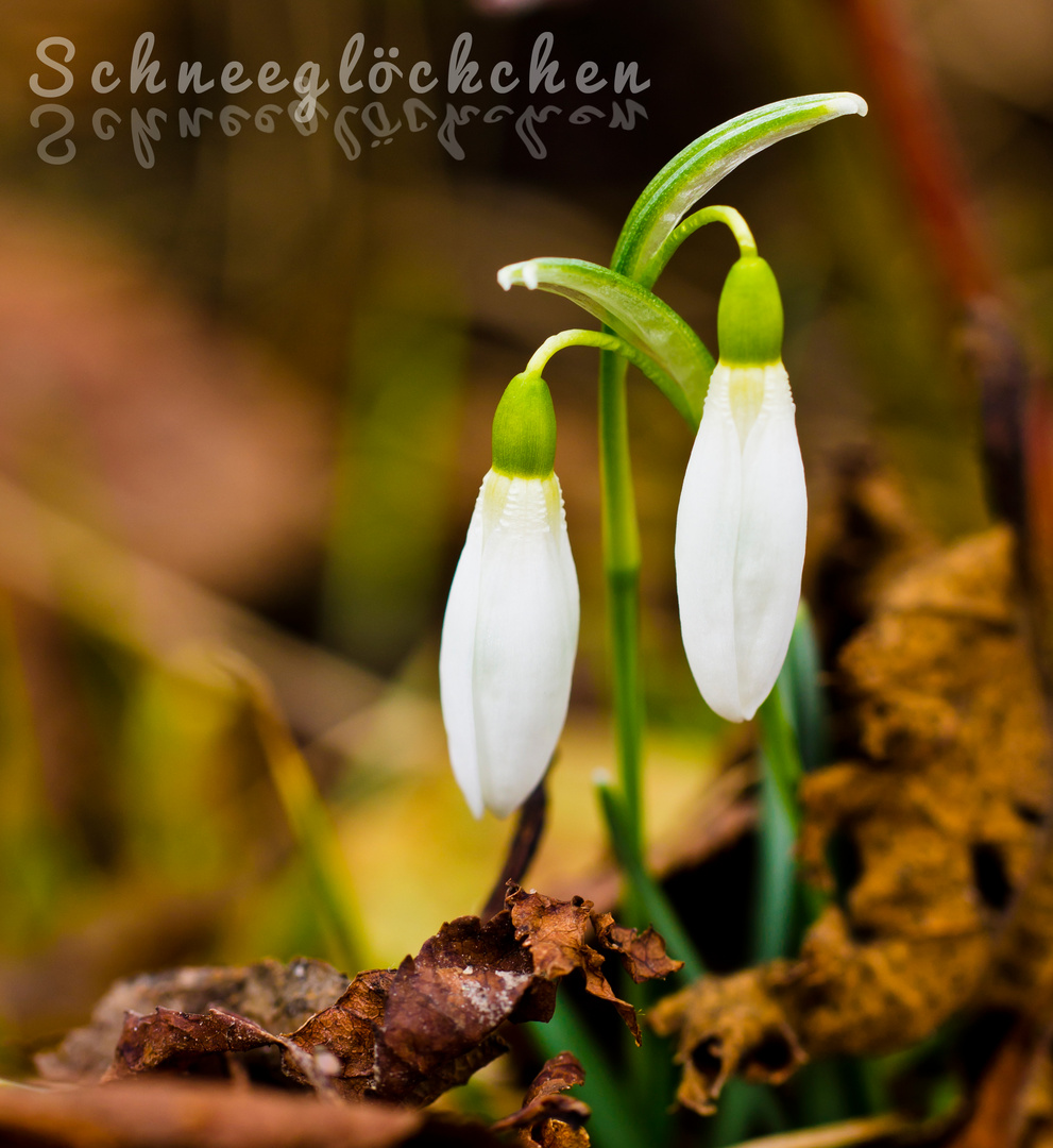 Schneeglöckchen