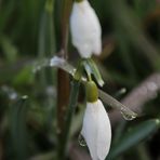 Schneeglöckchen