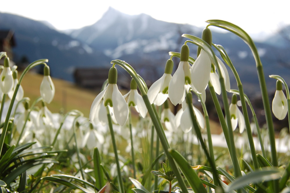 schneeglöckchen