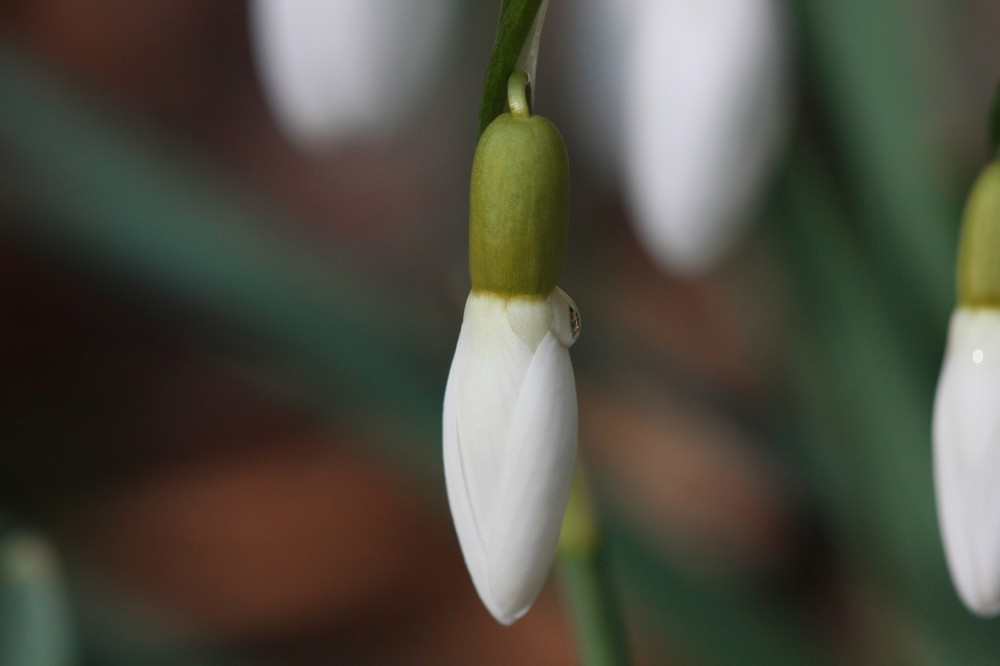 SCHNEEGLÖCKCHEN