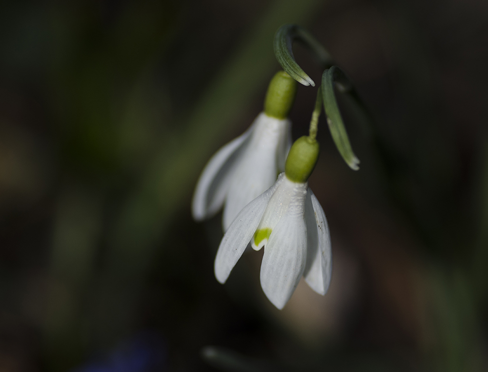 Schneeglöckchen