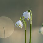 Schneeglöckchen