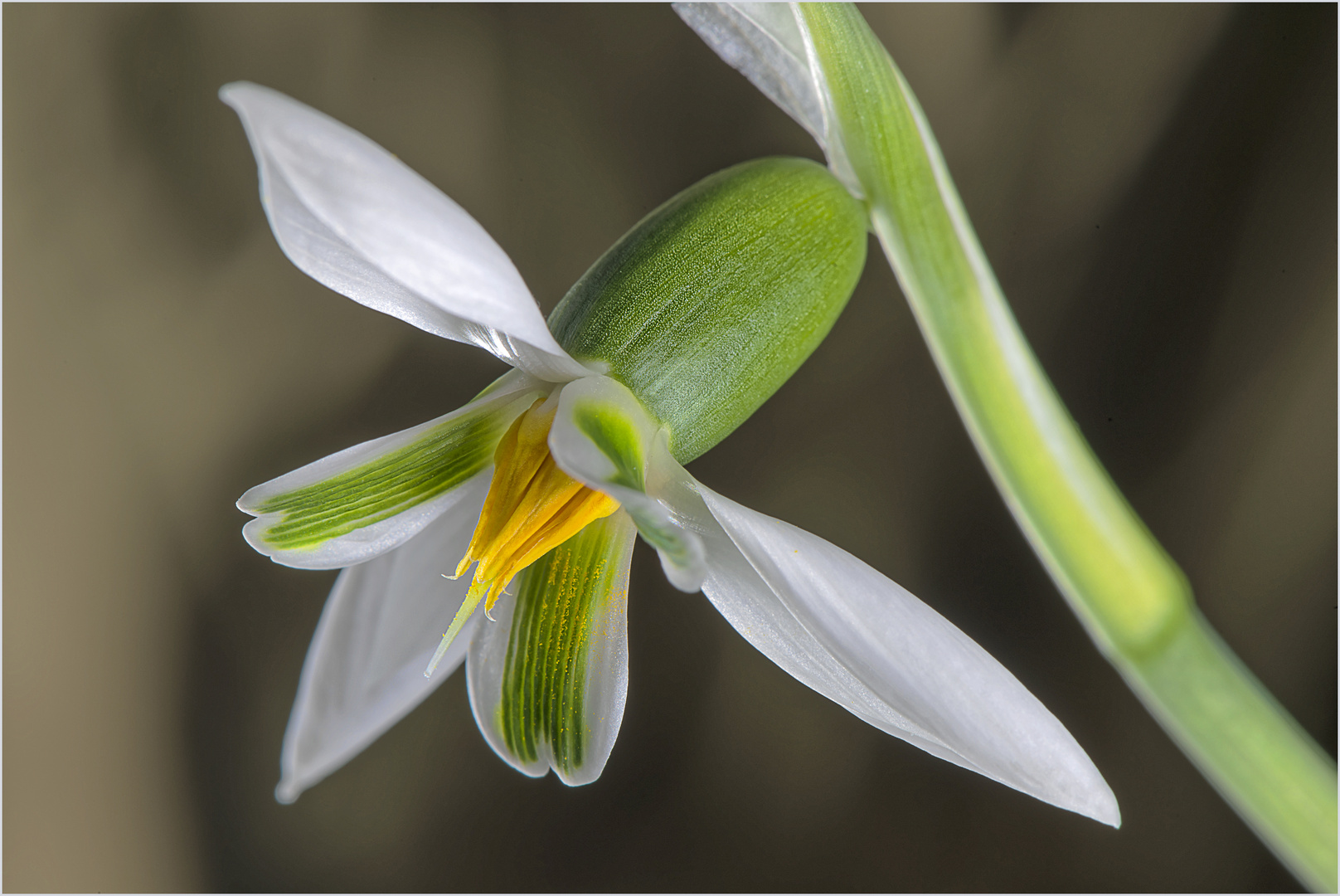 Schneeglockchen Foto Bild Natur Nahaufnahme Fruhbluher Bilder Auf Fotocommunity