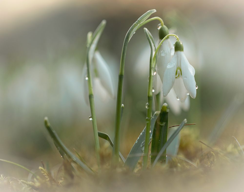 Schneeglöckchen 