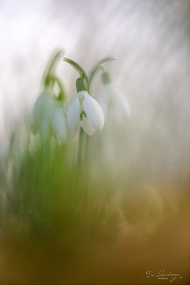 Schneeglöckchen 