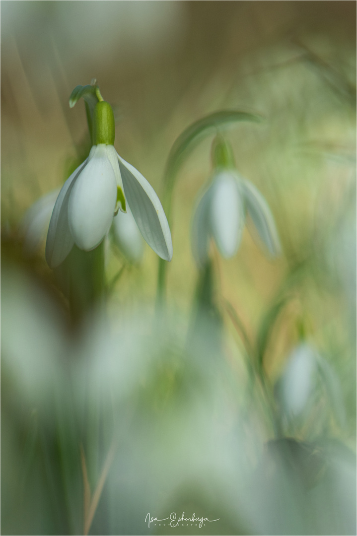 Schneeglöckchen