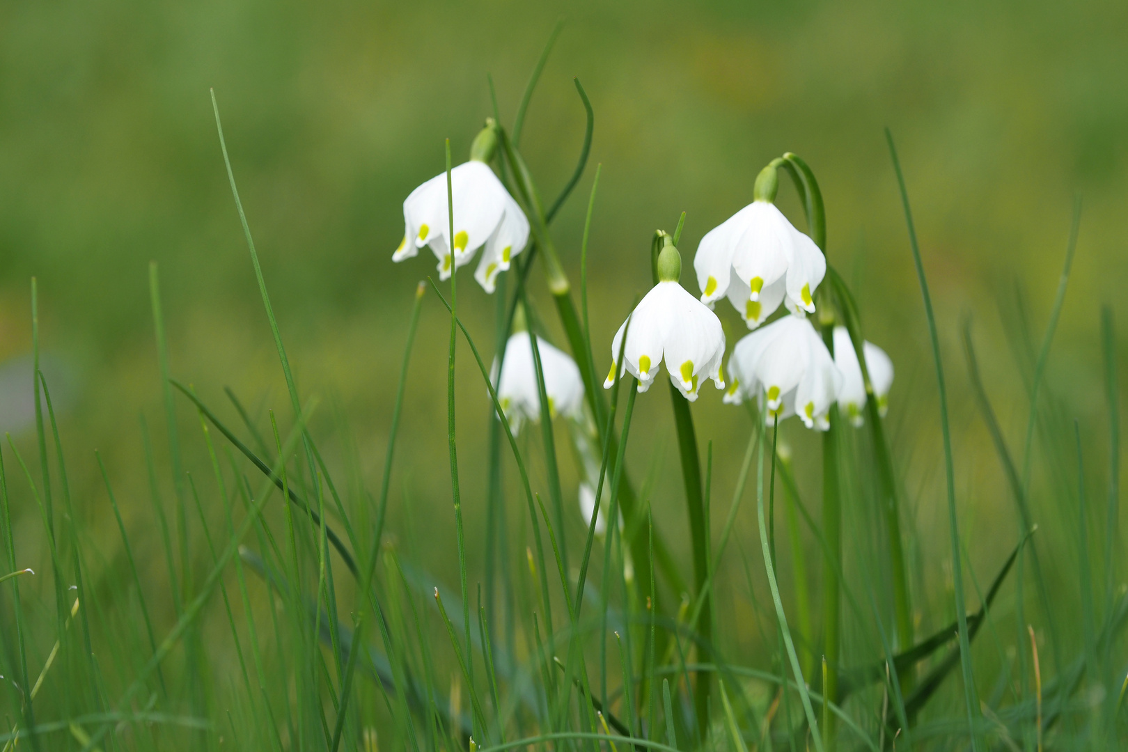 schneeglöckchen