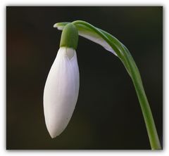 Schneeglöckchen