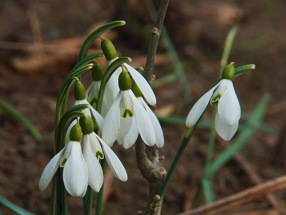 " Schneeglöckchen "