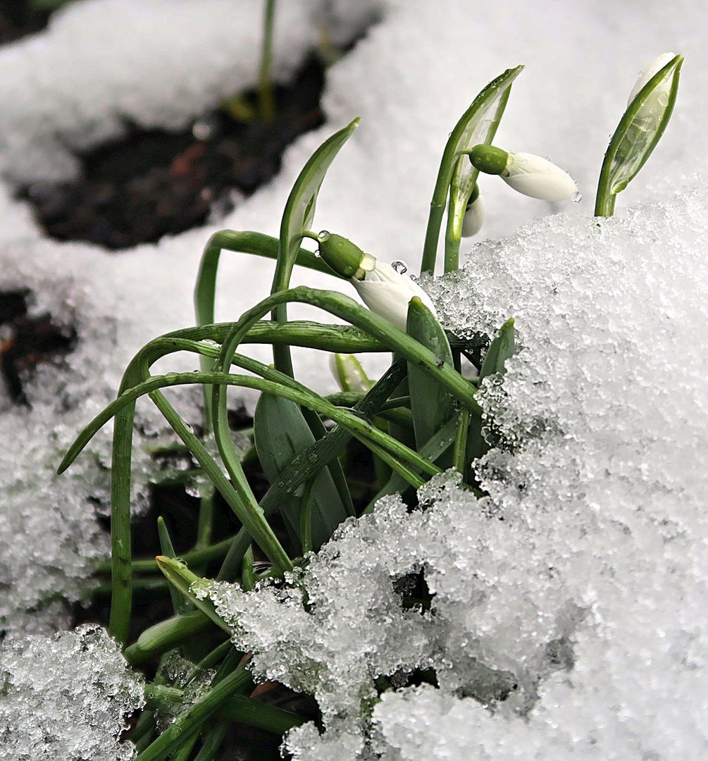 Schneeglöckchen