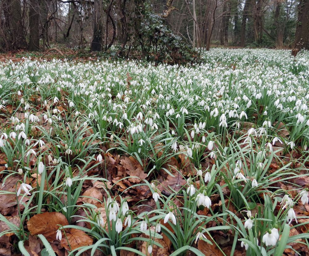 Schneeglöckchen