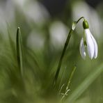 Schneeglöckchen