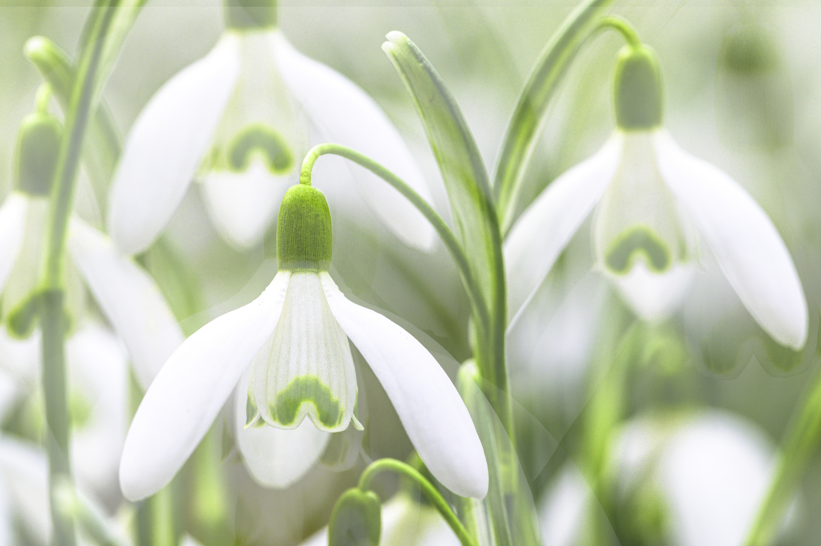 Schneeglöckchen Foto & Bild pflanzen, pilze & flechten, blüten